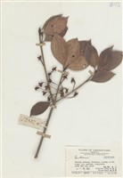 藏品(厚皮香)的圖片